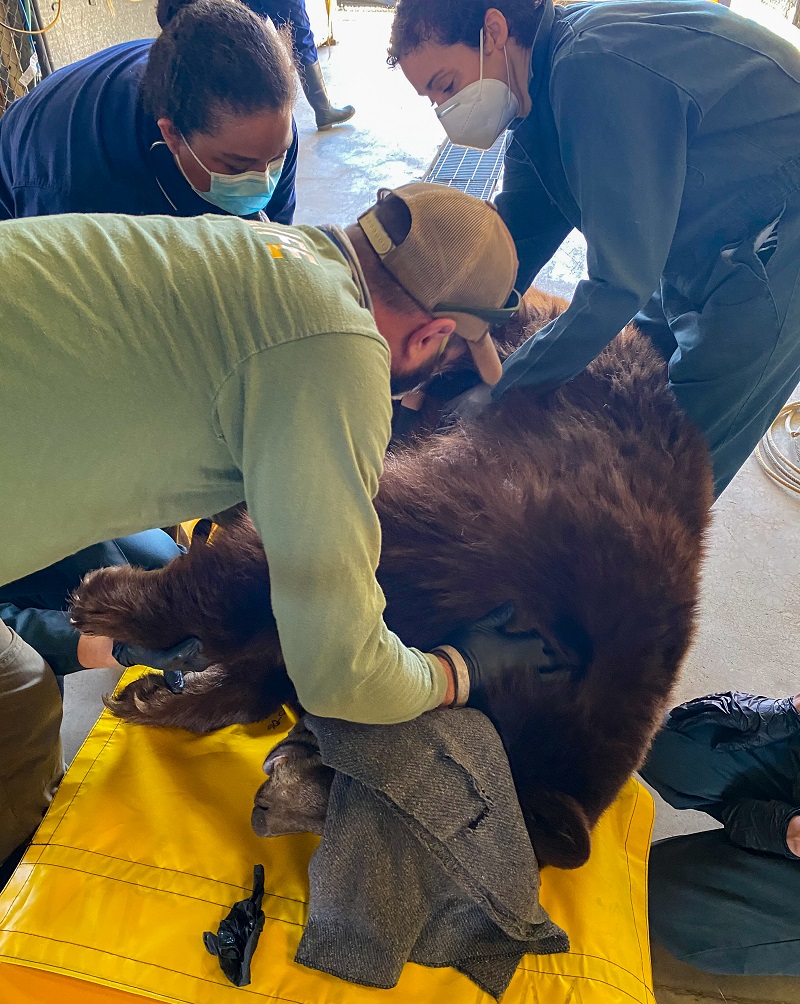 Bear 64F undergoes a thorough health examination at CDFW's facilities in Rancho Cordova.